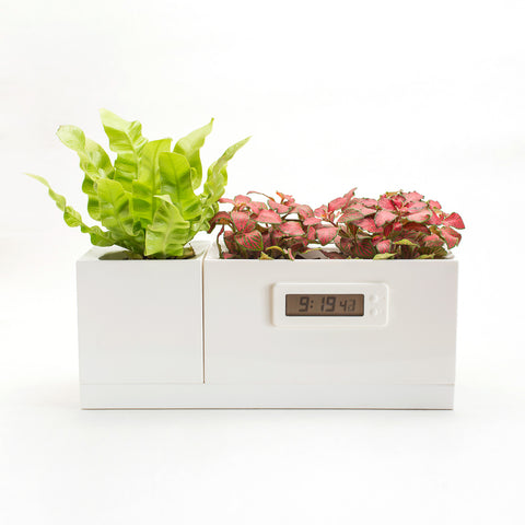 LeGrow Plant Clock