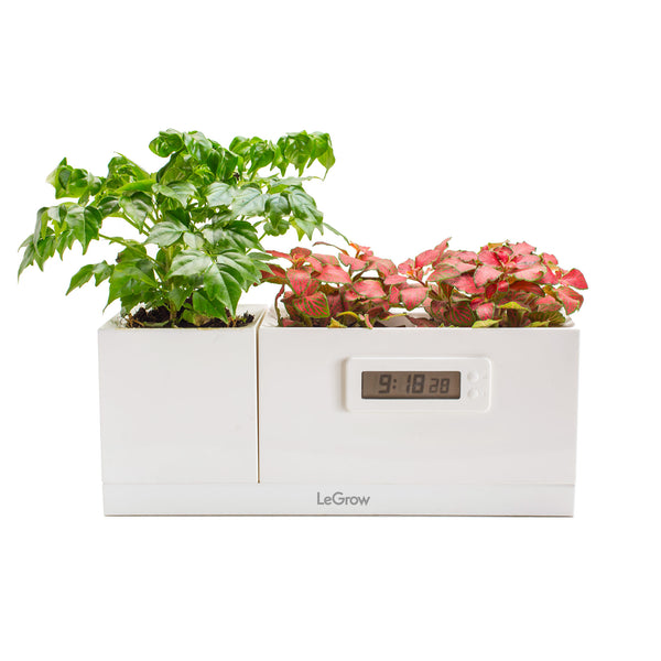 LeGrow Plant Clock